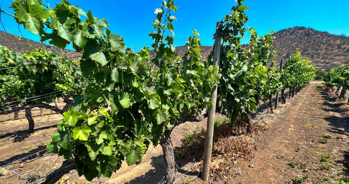Agricultura sustentable y vinos con la biodiversidad de su entorno: la iniciativa de Viña Tarapacá