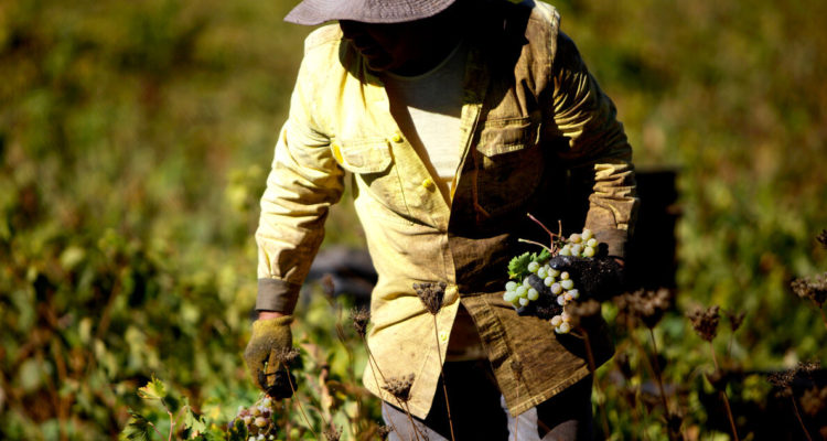 Alcaldes de O’Higgins denuncian falta de fiscalización por temporeros extranjeros indocumentados