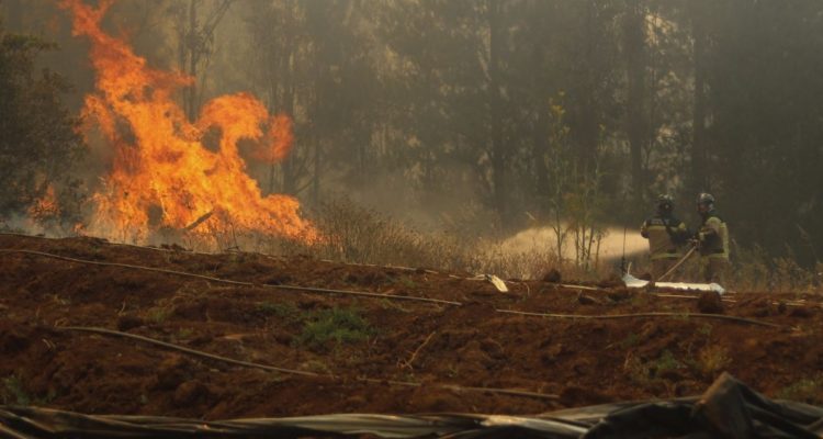 El Carmen y Quillón: decretan Alerta Roja por incendios forestales
