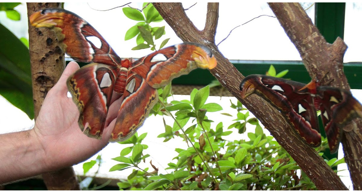  Attacus Atlas: la increíble mariposa que parece una serpiente de dos cabezas.