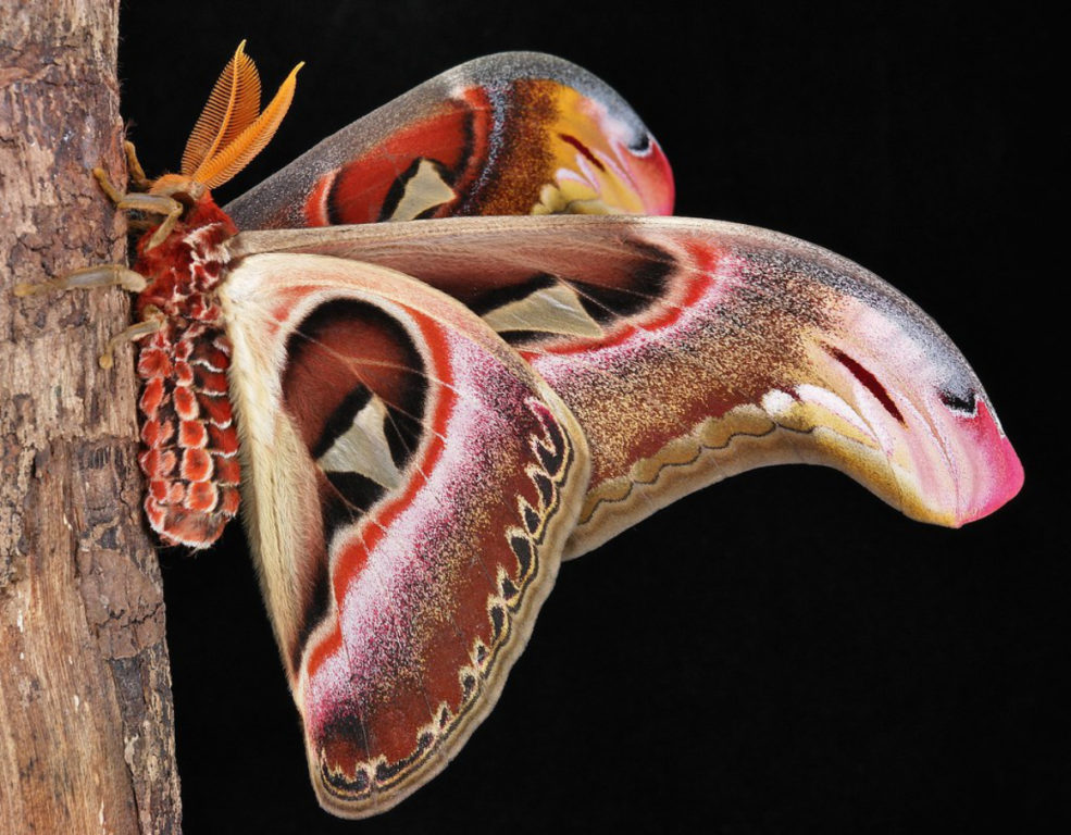 Attacus Atlas mide 30 centímetros de ancho. Es de las mariposas más grandes del mundo.