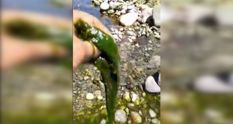“Baba de sapo”: proliferación de alga por desvío de río provocaría fuga de turistas en Santa Bárbara
