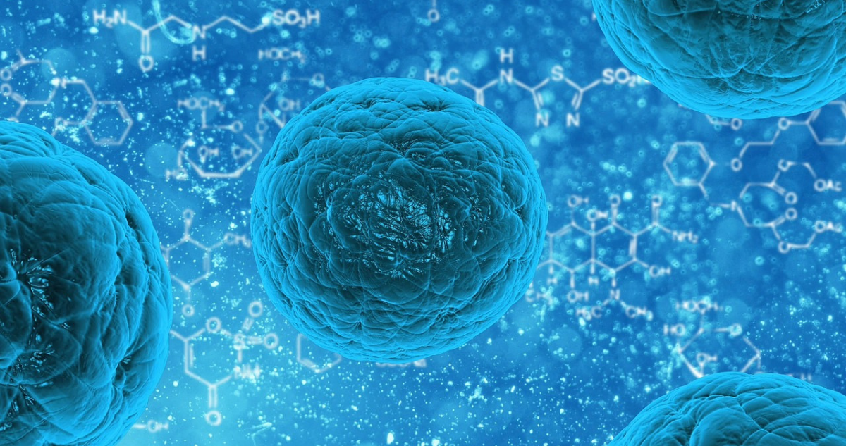 Bacterias