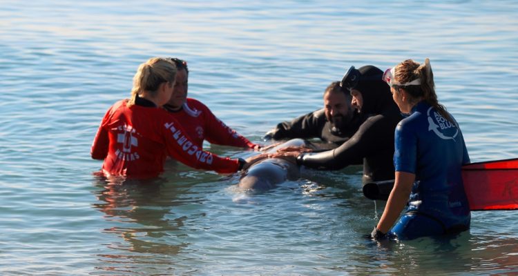 Ballena zifio varada en Atenas