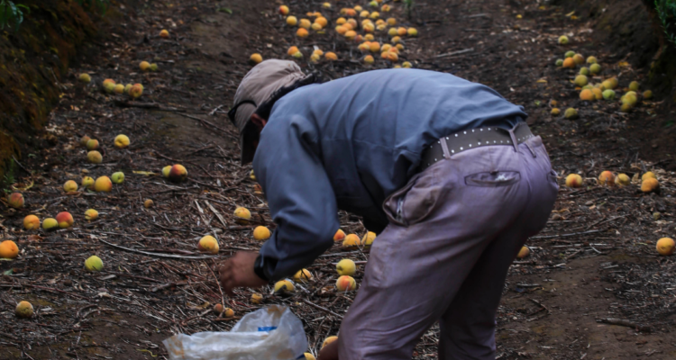 Trabajador agrícola