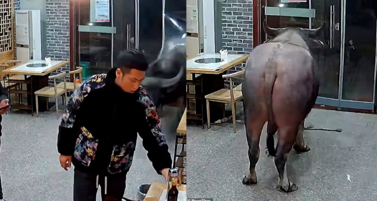 Bufalo atropella a hombre