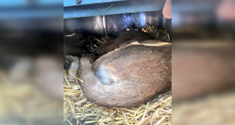 Capturan a puma en Lo Barnechea