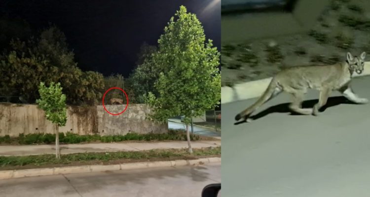 Captan a puma en San Carlos de Apoquindo