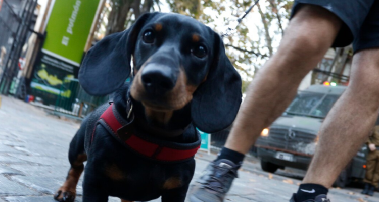 Instalan Centro Veterinario gratuito en La Unión