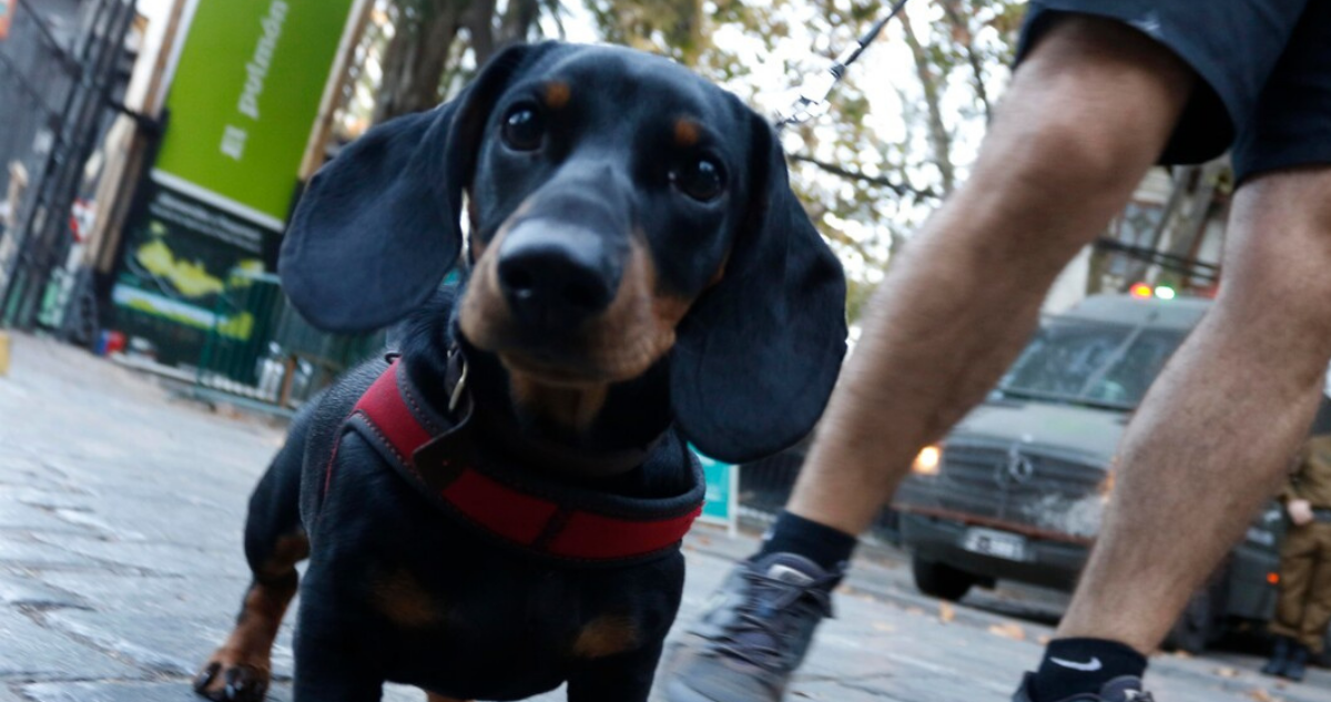 Instalan Centro Veterinario gratuito en La Unión