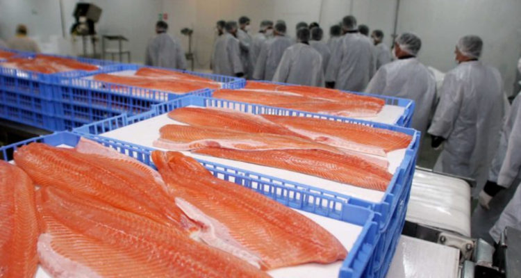 Un rojo para Chile: Seafood Watch realiza informe a la producción de salmón y gremios lo valoran