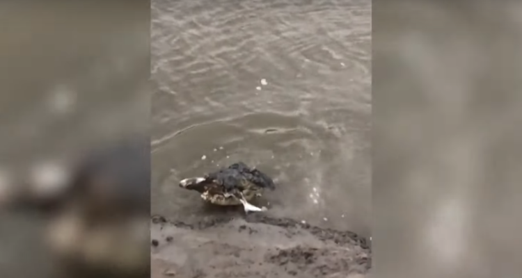 lucha entre tiburón y cocodrilo