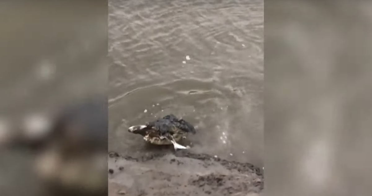 lucha entre tiburón y cocodrilo