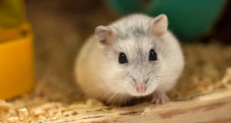 COLMEVET LLAMA A MANTENER LA CALMA POR POSIBLE TRANSMISIÓN DE COVID-19 DE HAMSTERS A HUMANOS