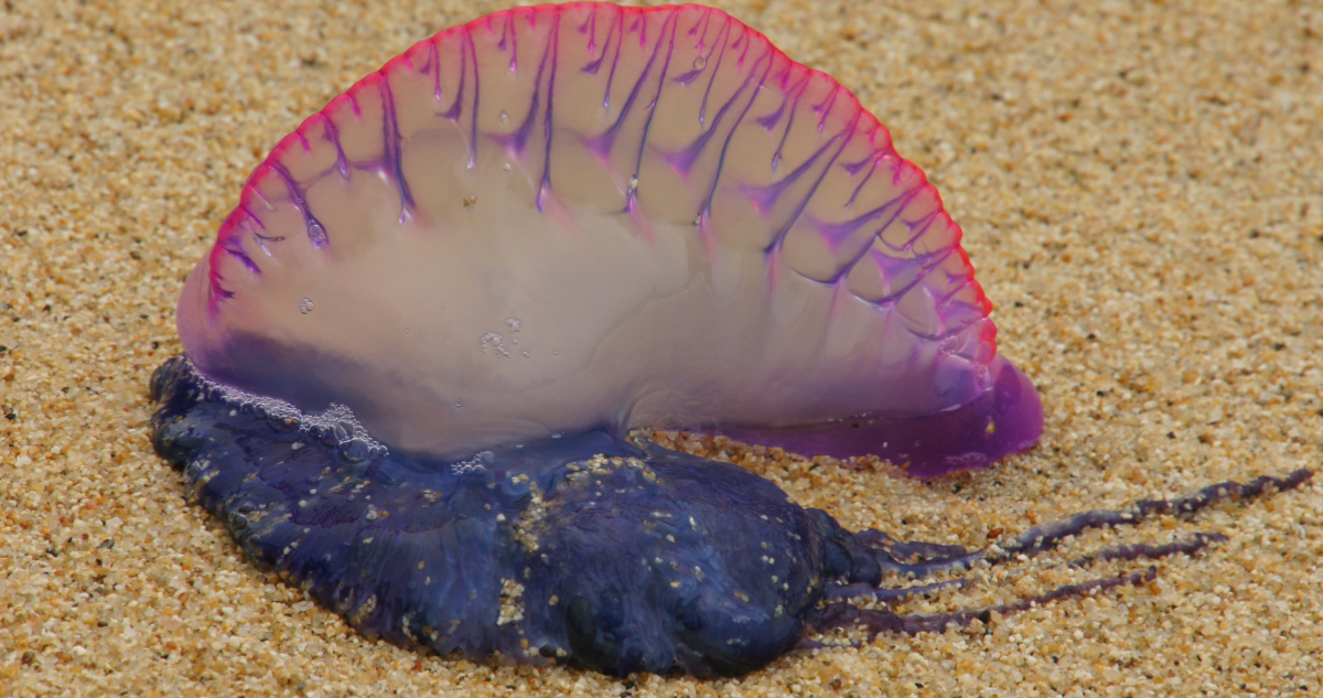 Fragata portuguesa