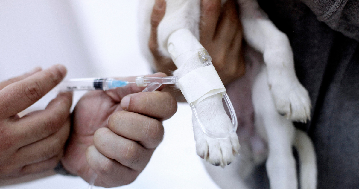 Condenan a hermanos por ejercicio ilegal de medico veterinario