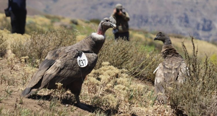 Cóndores liberados en el Cajón del Maipo