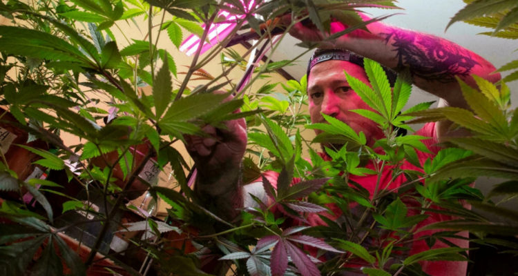 Costa Rica aprueba la legalización de cannabis medicinal y el cáñamo industrial