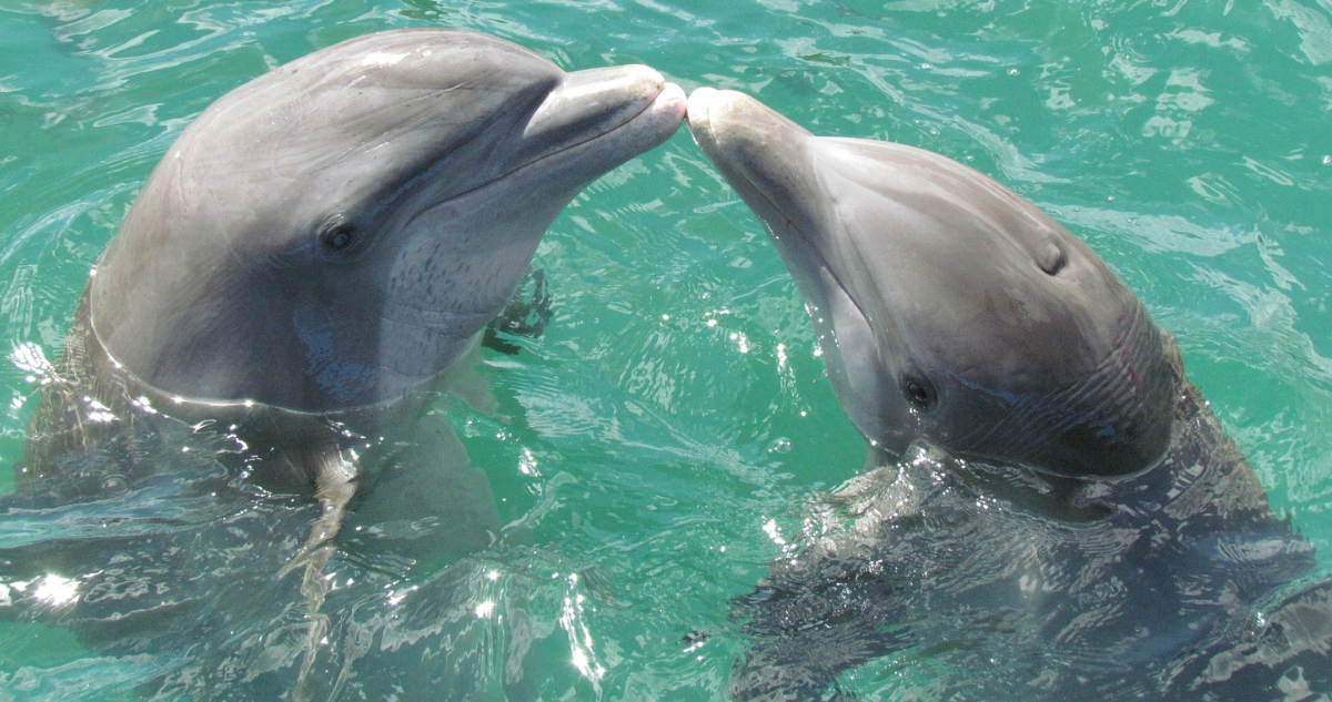 Delfines juntos