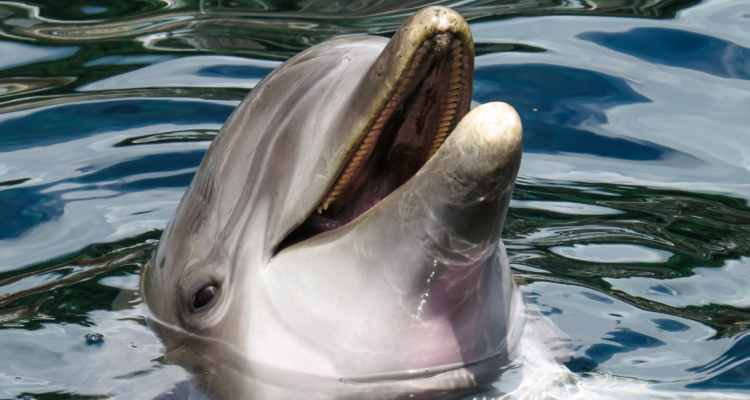 Delfín en el agua