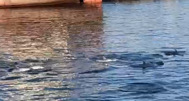 Delfines en la bahía de Valparaíso.