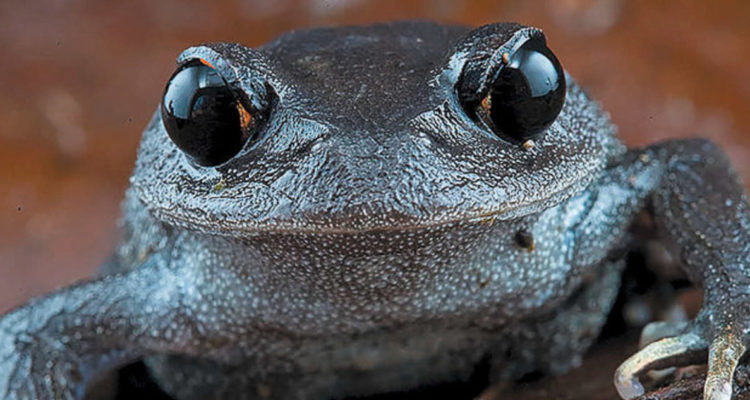 Nuevas especies de animales