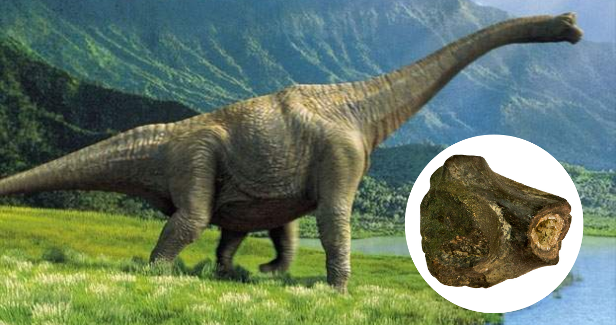 Dinosaurio de la familia de los Saurópodos