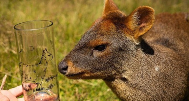 Animal del Centro de Conservación de Chiloé Silvestre