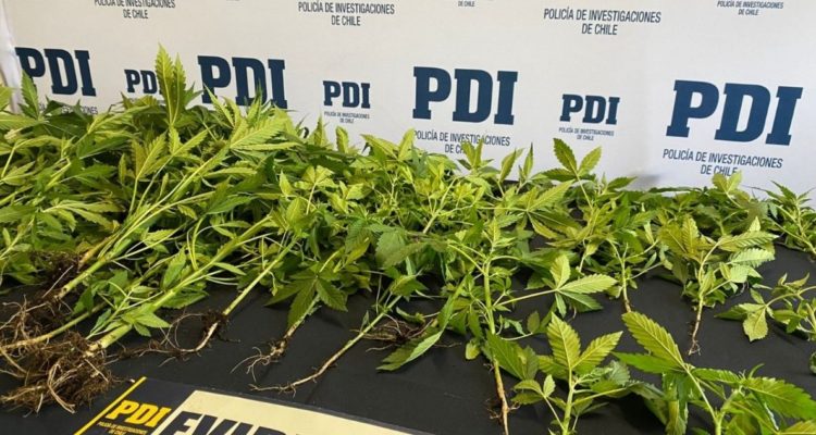 Chonchi: presunta desgracia termina con detenido por cultivo de marihuana