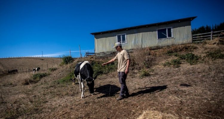 Emergencia Agrícola en Los Ríos