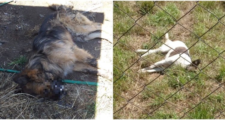 Denuncian envenenamiento de mascotas en La Unión