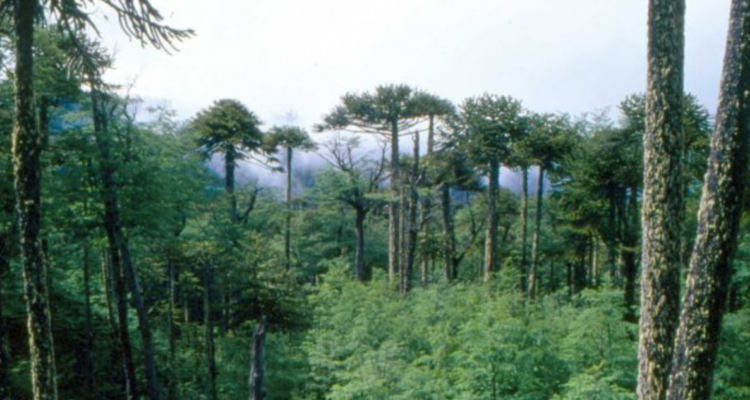 Buscan a dos mujeres extraviadas en Parque Nacional Villarrica.