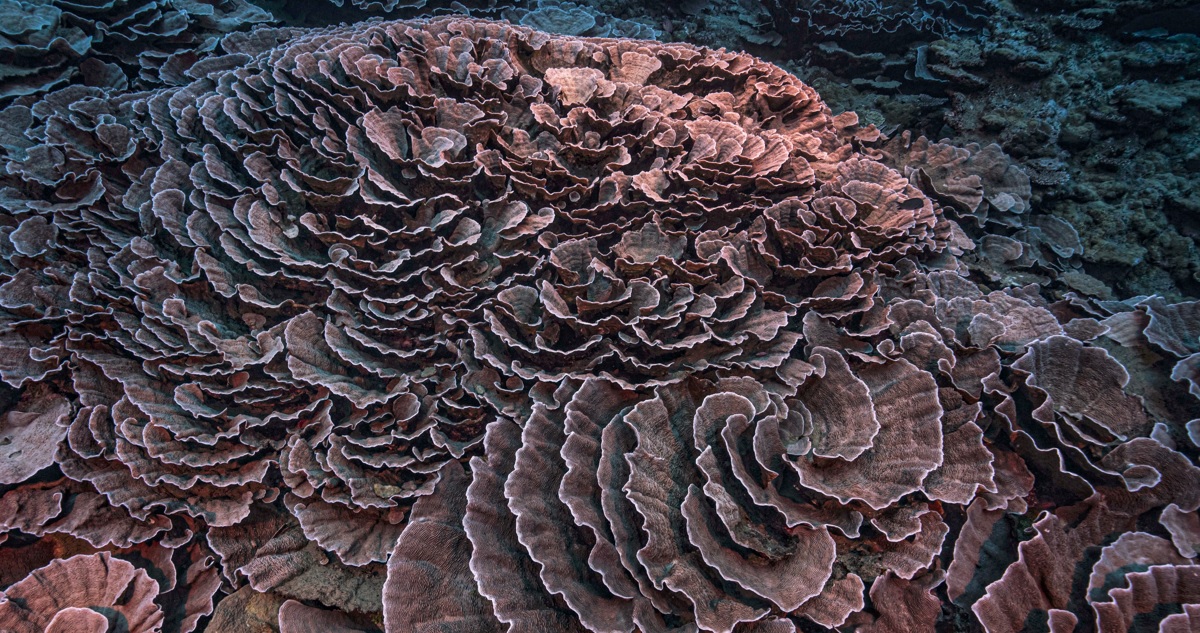 Coral en Polinesia