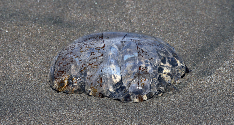 Fragata portuguesa en playa de Atacama
