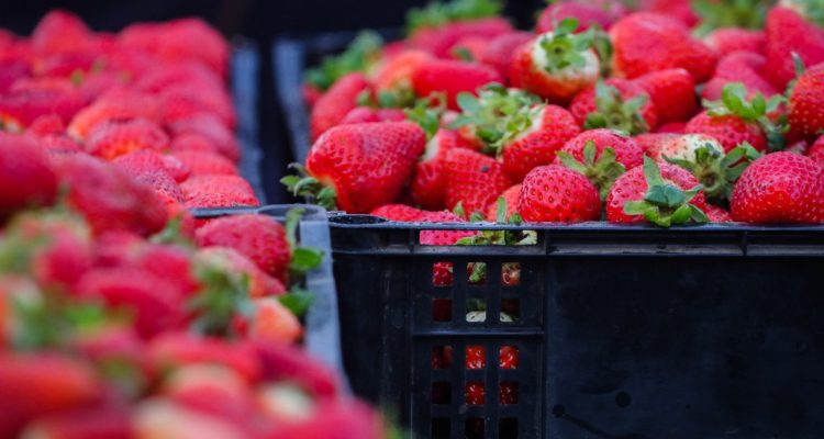 Descartan que estén aplicando sobreprecios al transporte de frutas desde Chile hacia al extranjero