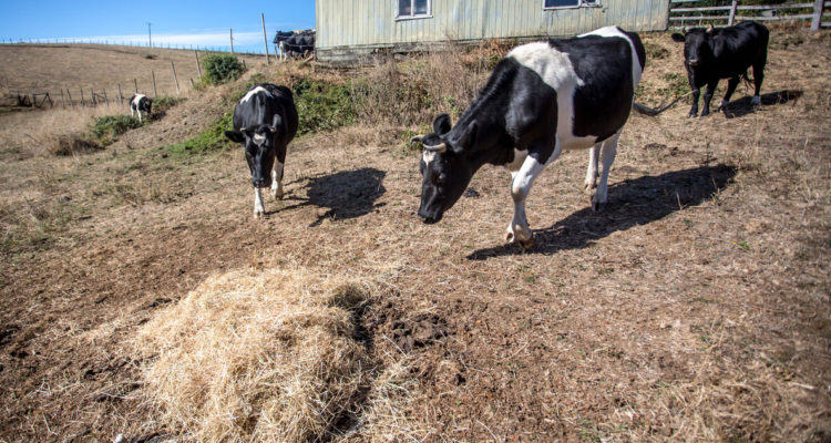 Sequía en Los Lagos