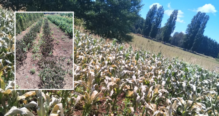 Producción afectada por heladas