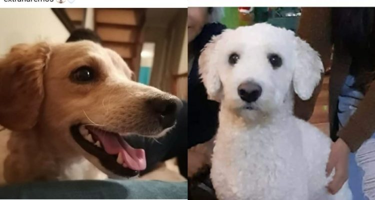 Hotel Canino San Luis es denunciado por negligencia