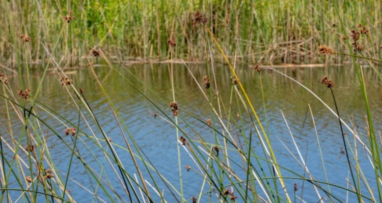 Municipalidad de Osorno