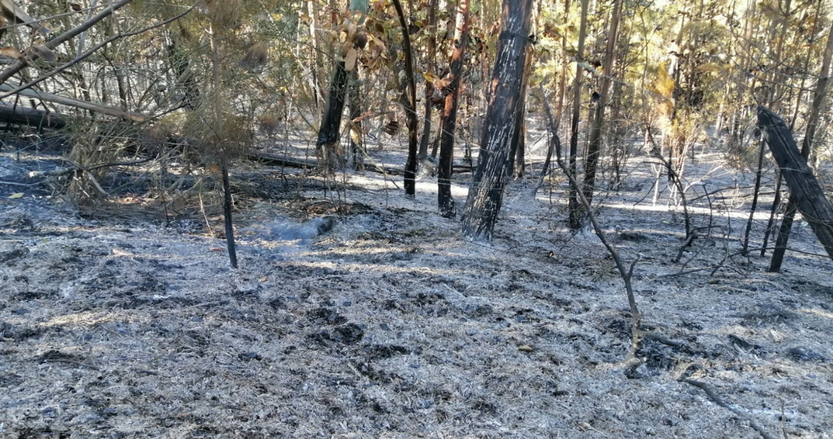 Incendio en Reserva Lago Peñuelas