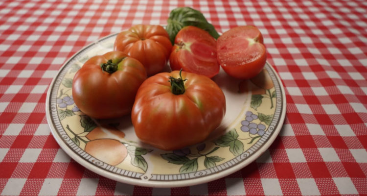 Autoridades visitan productores de tomate