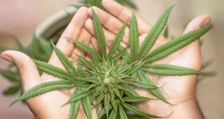 Cannabis a la Constitución