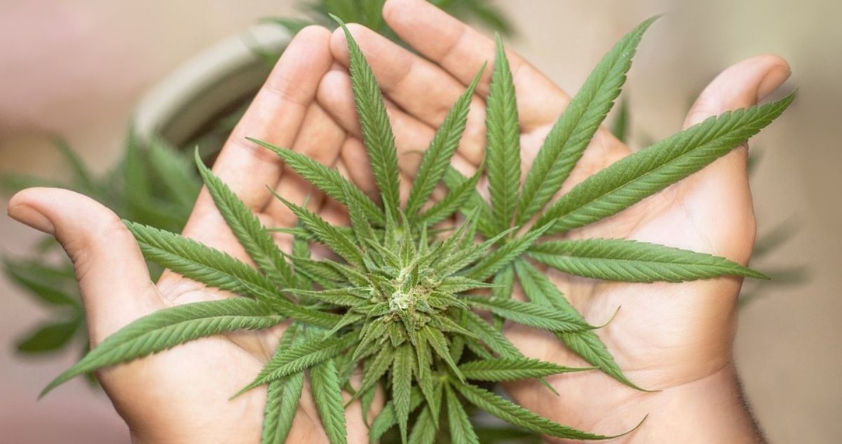 Cannabis a la Constitución