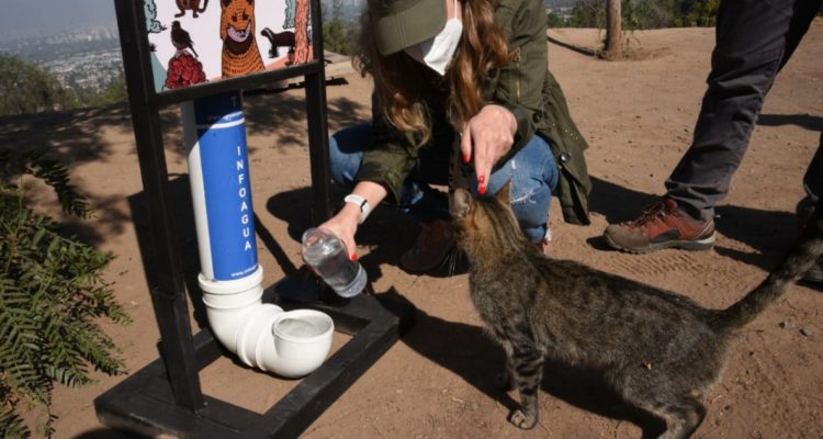 Bebederos para fauna en la región Metropolitana