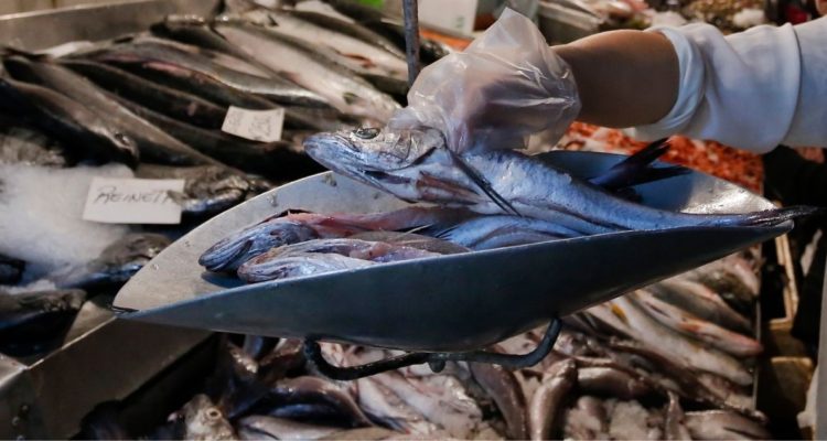 25 mil toneladas de jurel: piden a contraloría investigar millonaria cuota