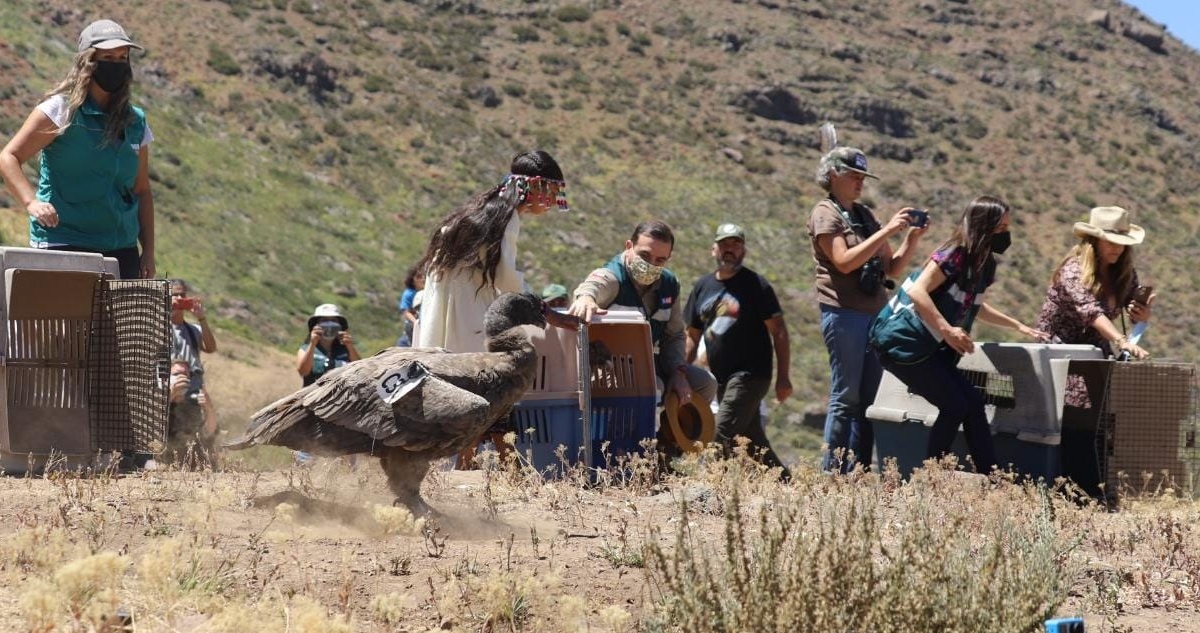 Cóndores son liberados en Cajón del Maipo