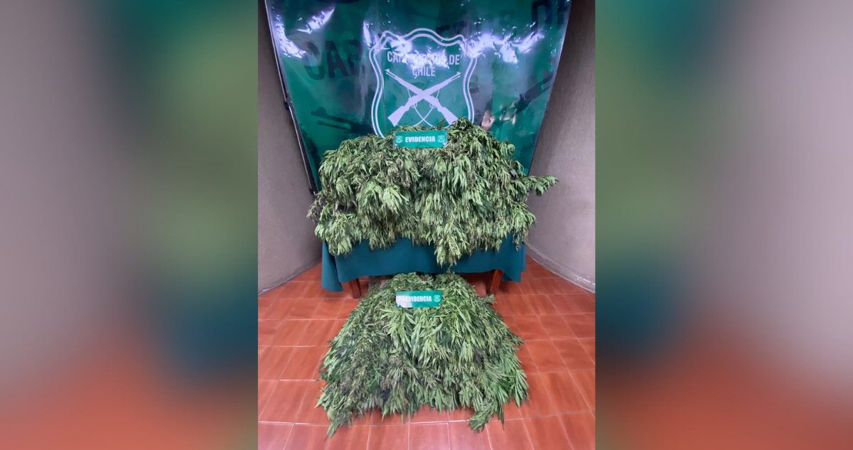Marihuana decomisada en Quillota