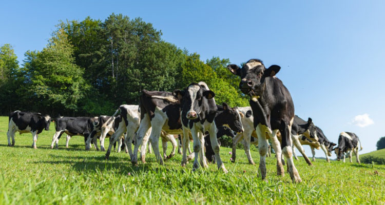 CONTEXTO | Max Pìxel