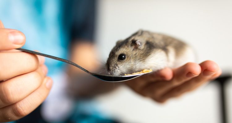 Foto contexto para hámsters