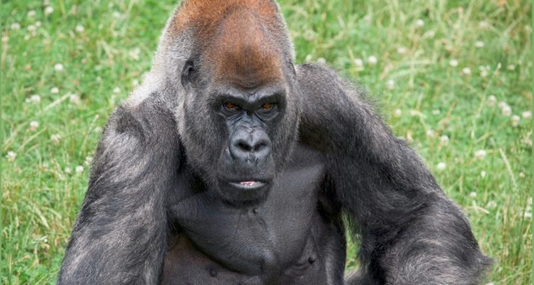 Ozzie,, gorila macho más viejo del mundo